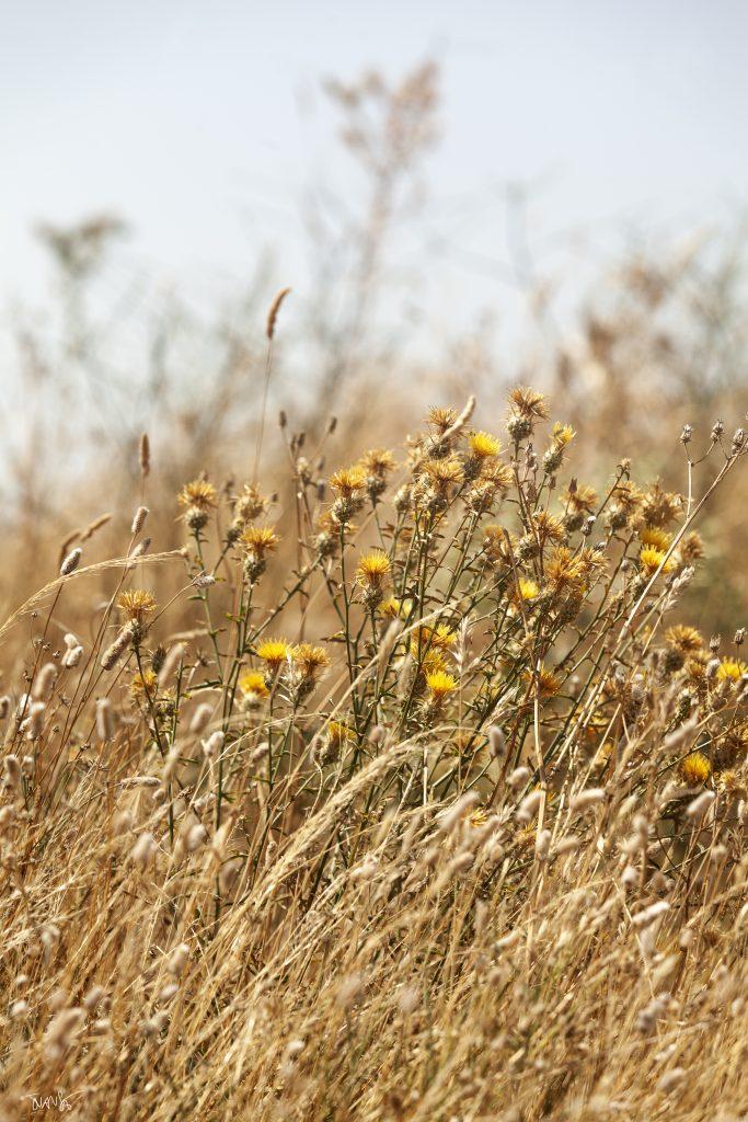 Summer Country field in Madrid, Spain. Photo: Juan San Sebastián © 2021. All rights reserved.