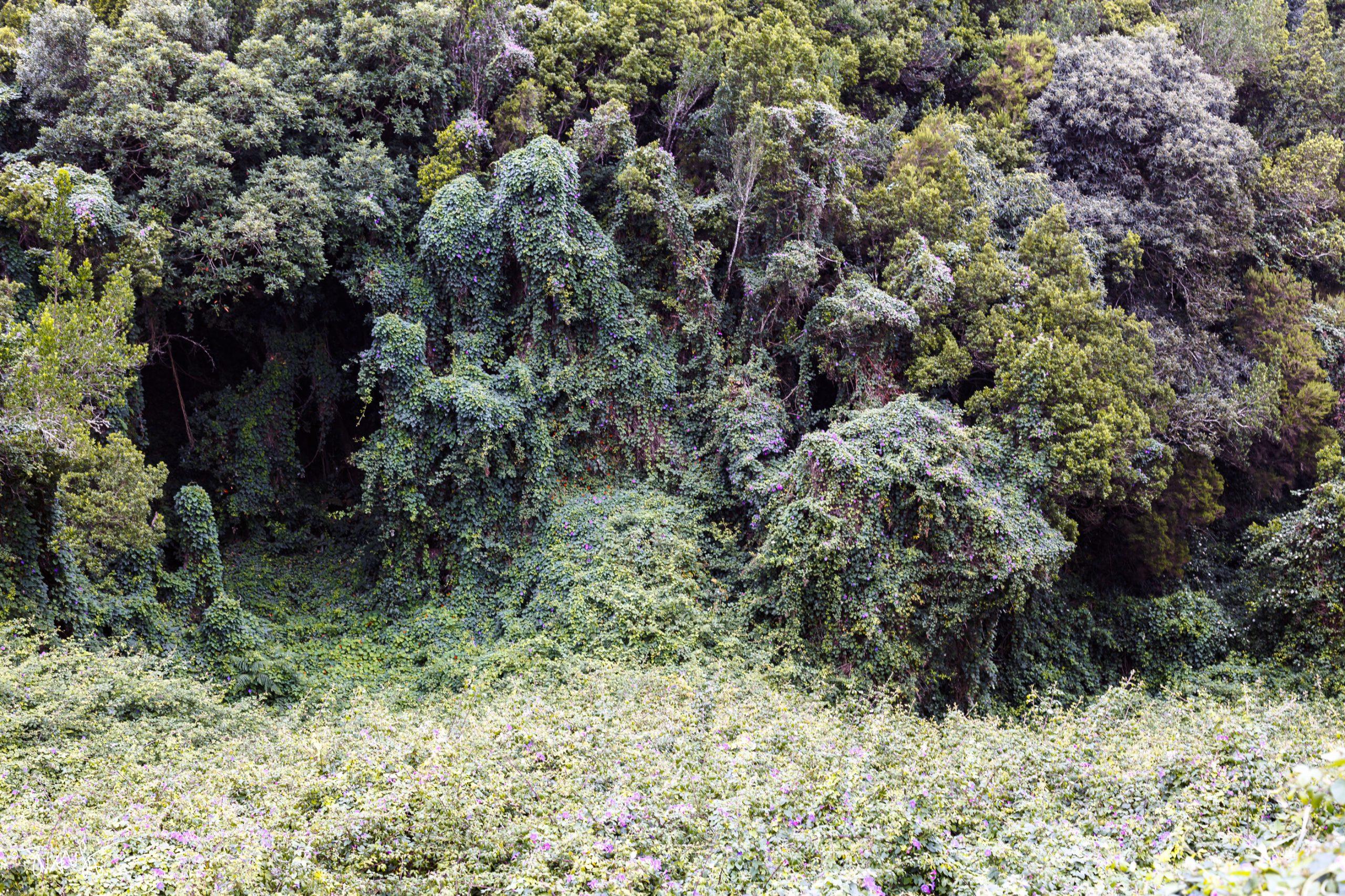 MG_8111 La Palma Island, 2021. ©JuanSe