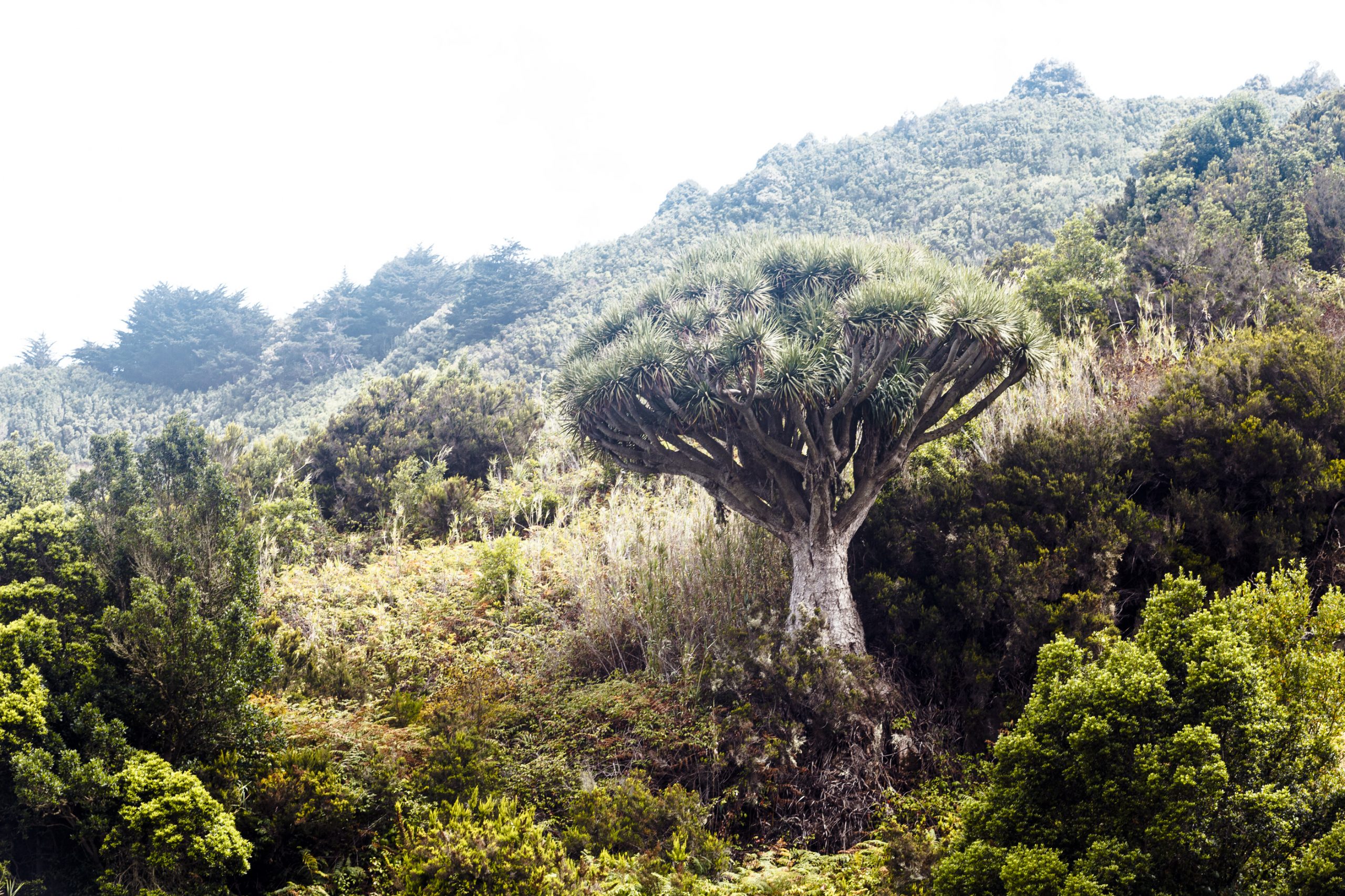 Dragon tree in the forest. La Palma Island. Canaries. Spain