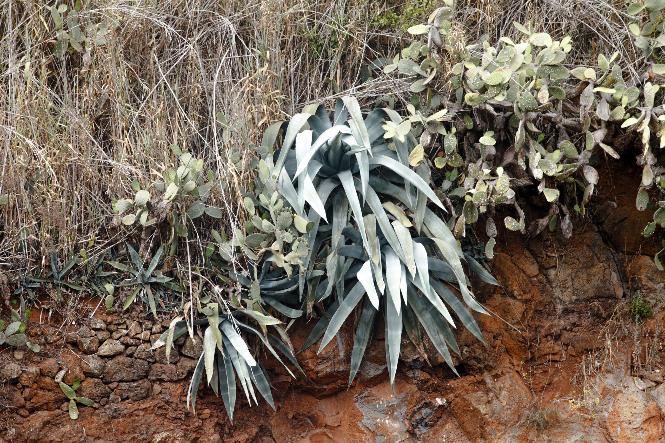 Crassic plants and captus on the canyon wall. La Palma island, spain