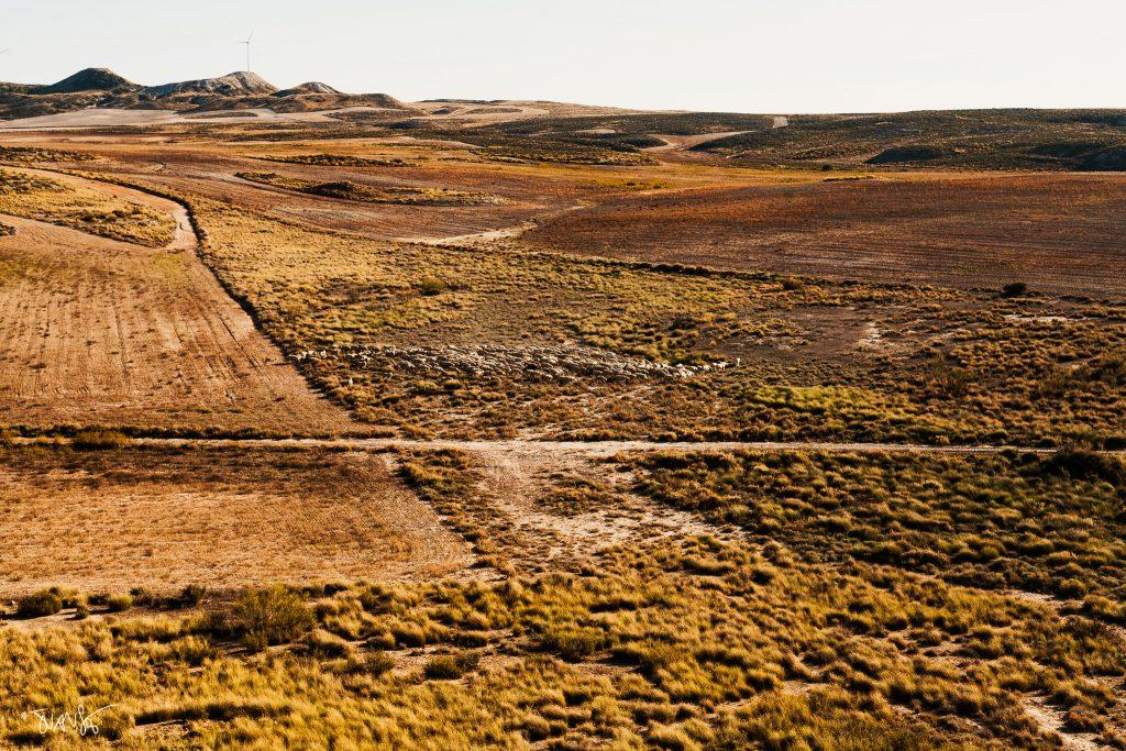 Rebaño de ovejas en Bardallur, Zaragoza