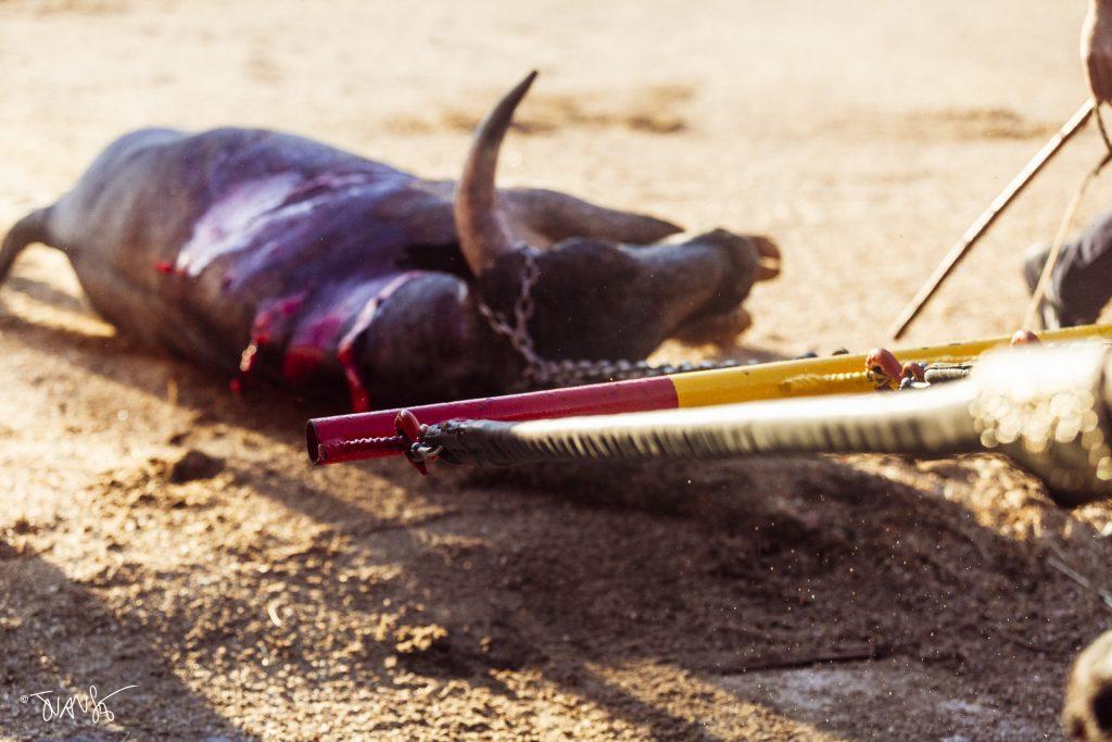 Novillada en Valdeolmos. Ganadería de José Escolar