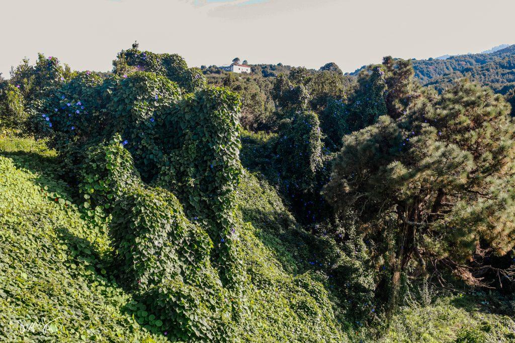 La Palma Island. Canary Islands. Spain. PHOTO Landscapes 2023 ©Juansebastian.es
