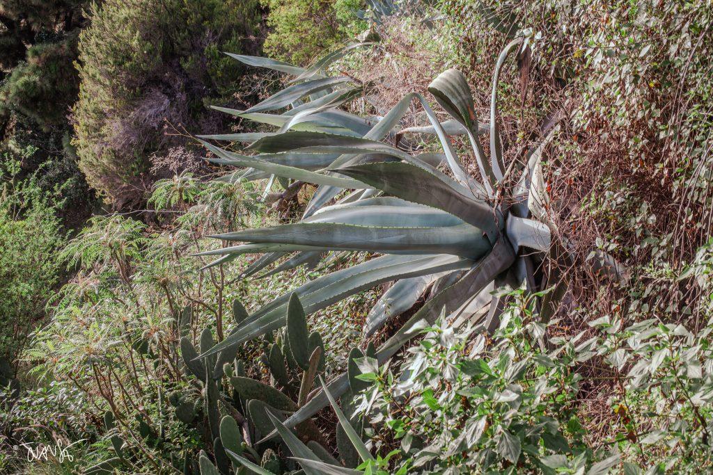 La Palma Island. Canary Islands. Spain. PHOTO Landscapes 2023 ©Juansebastian.es