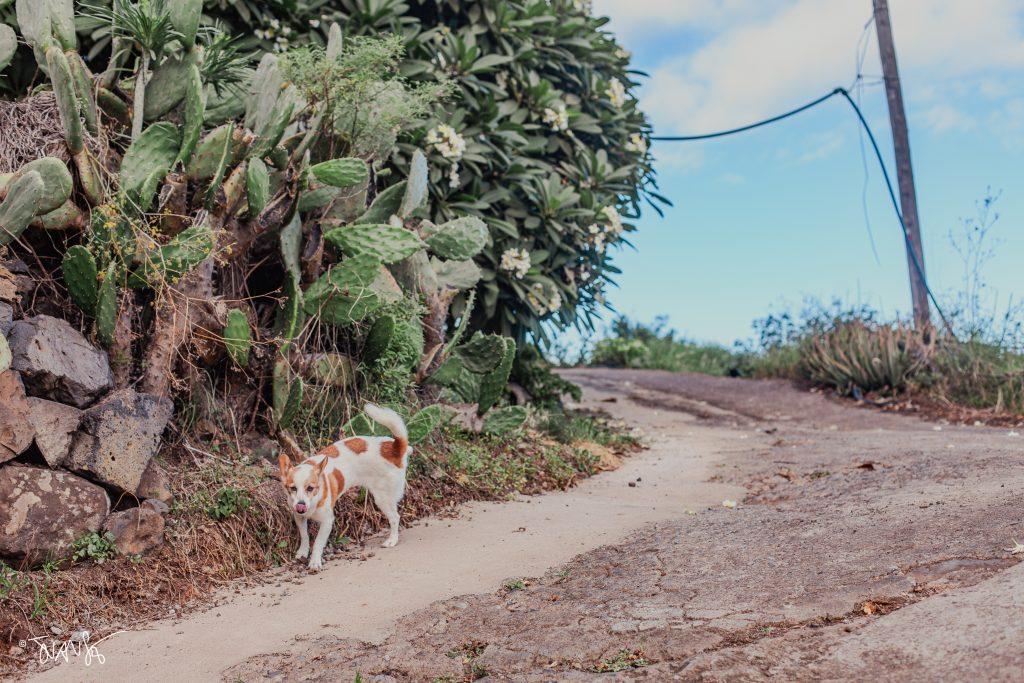 La Palma Island. Canary Islands. Spain. PHOTO Landscapes 2023 ©Juansebastian.es