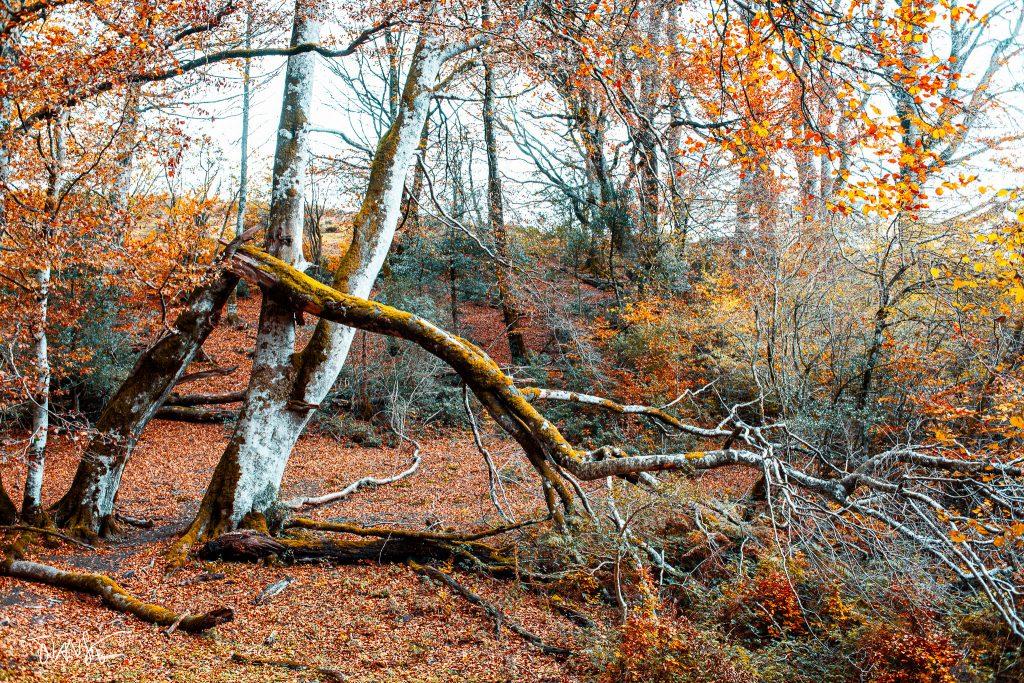 Irati Forest, Navarra. Spain. ©juansebastian.es