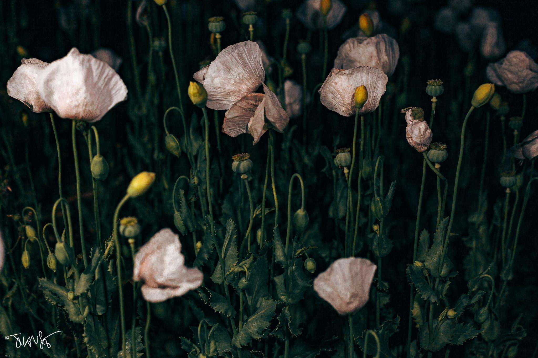 _MG_8941 Wild flowers at night, 2025 ©JuanSe