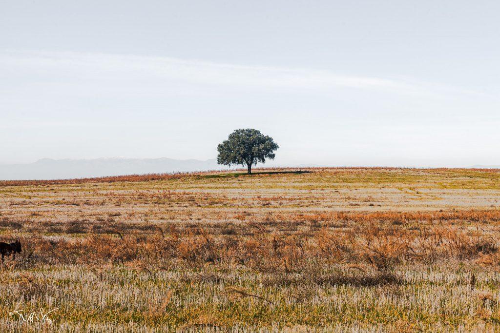 Holm oaks In the northeast of the Madrid region. ©Juanse, 2024