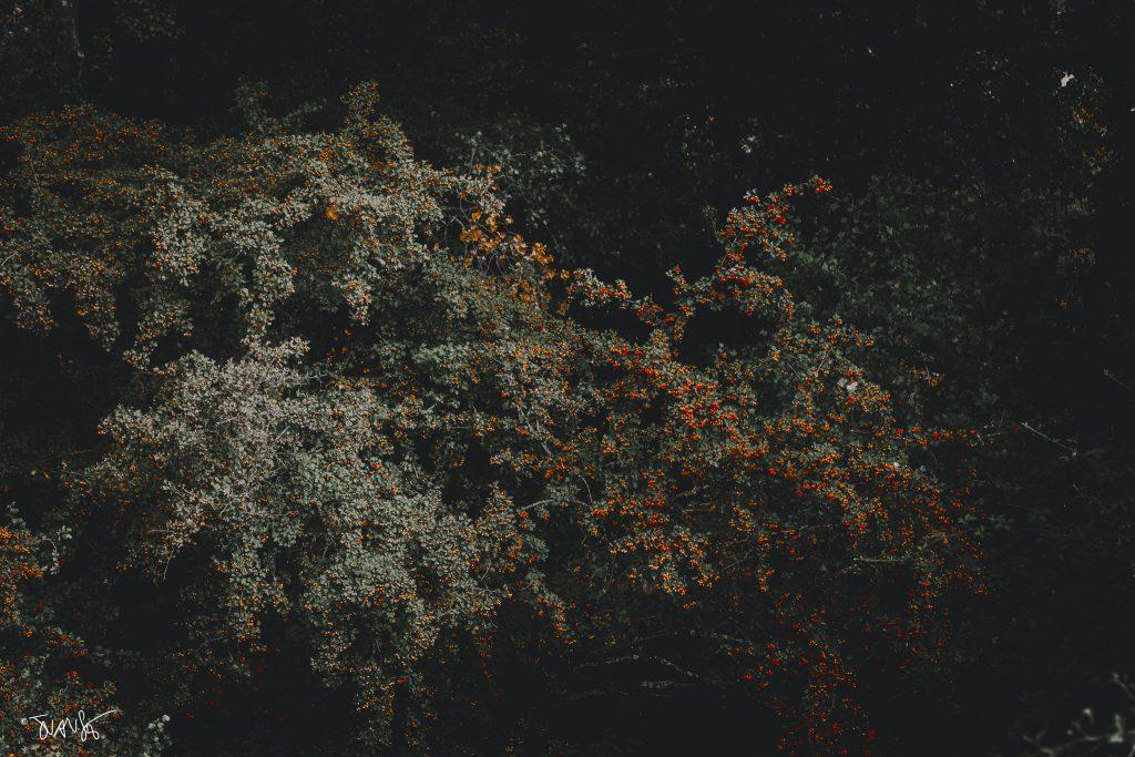 Poplar groves on the Paeque stream, Alalpardo. Madrid, 2025 ©JuanSe