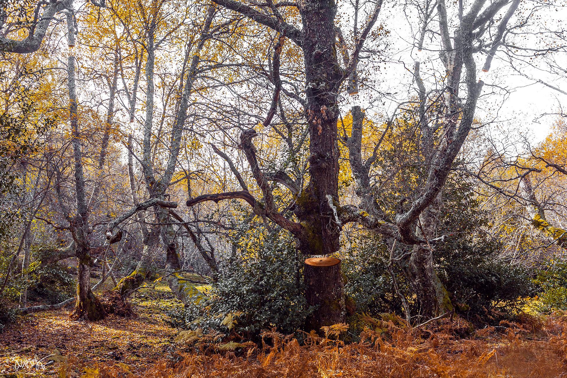 Floating Trees. ©JuanSe 2015