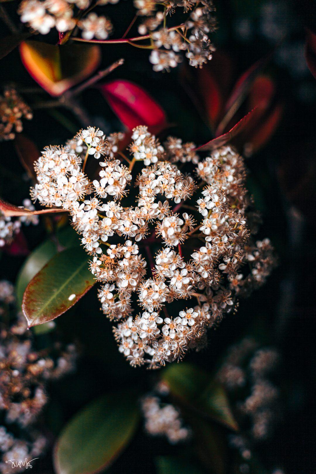 Wildflowers at night ©juanse 2025