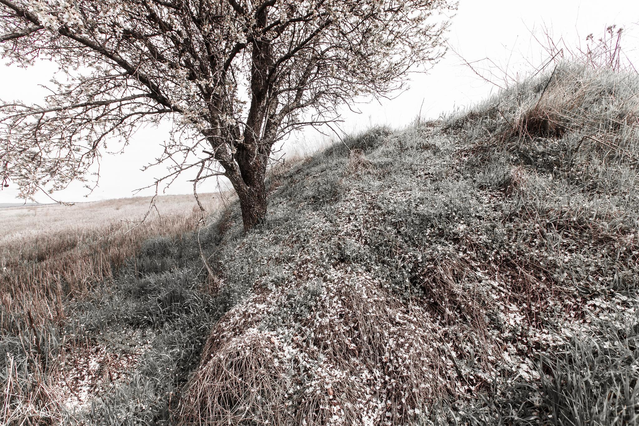 Almond trees in bloom