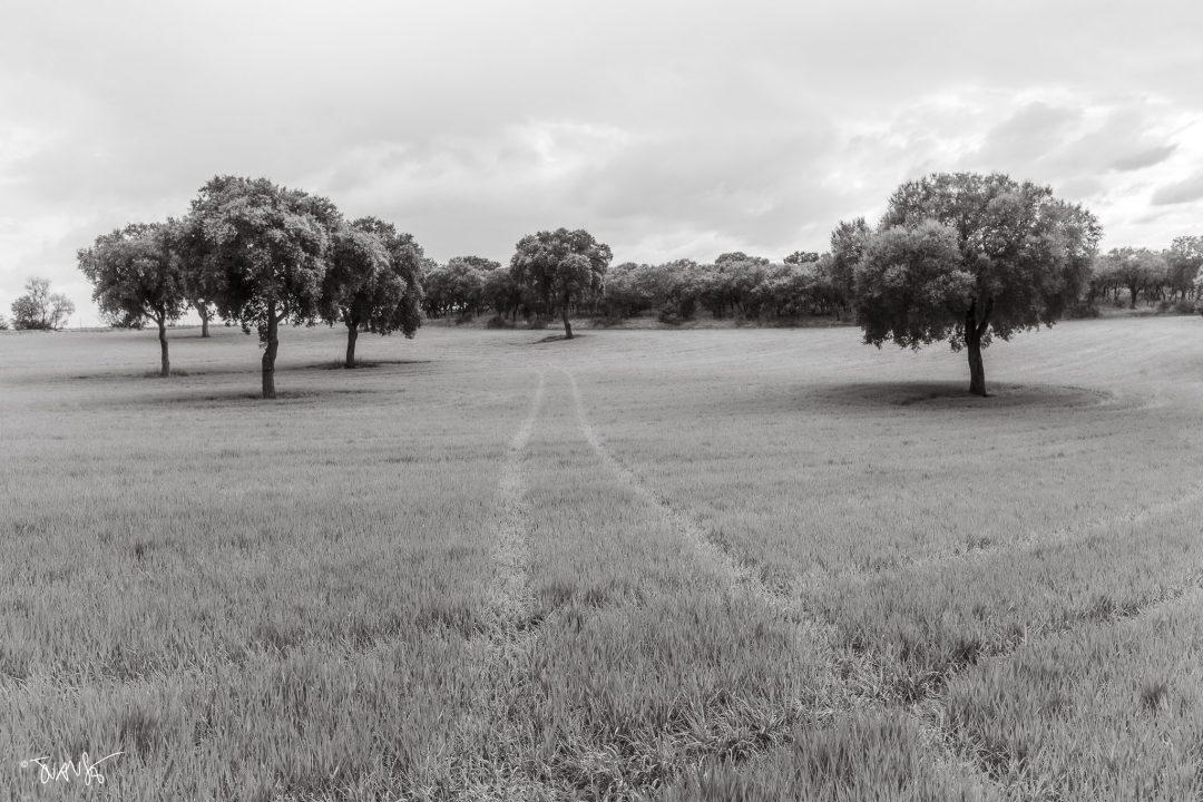 Holm oaks in the Valdeolmos pasture. © 2026. JuanSe