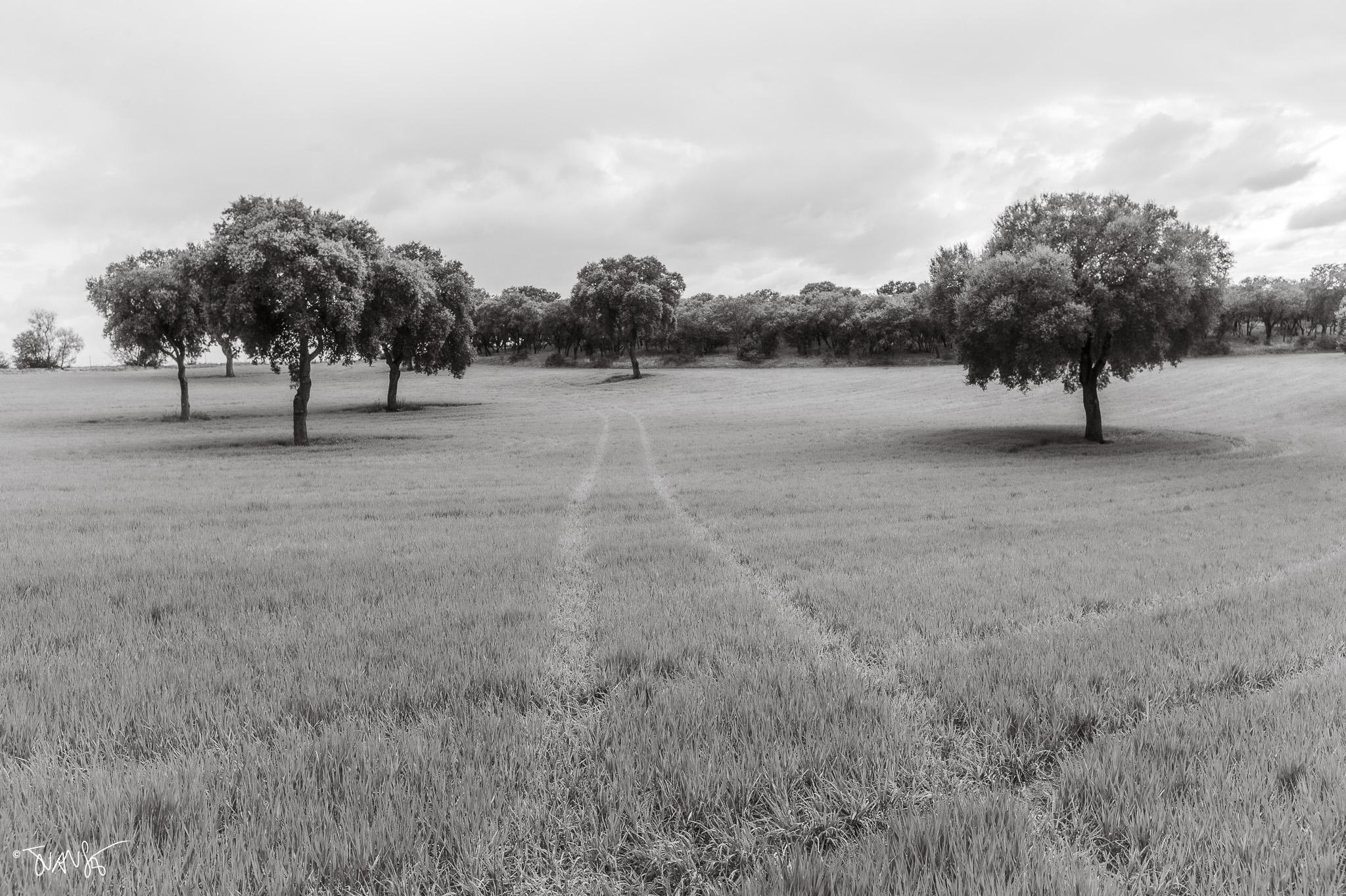 Holm oaks in the Valdeolmos pasture. © 2026. JuanSe