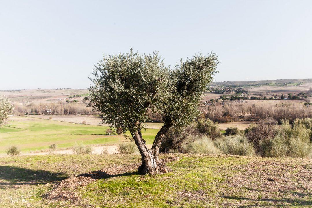 The Mount of Olives ©2026, JuanSe