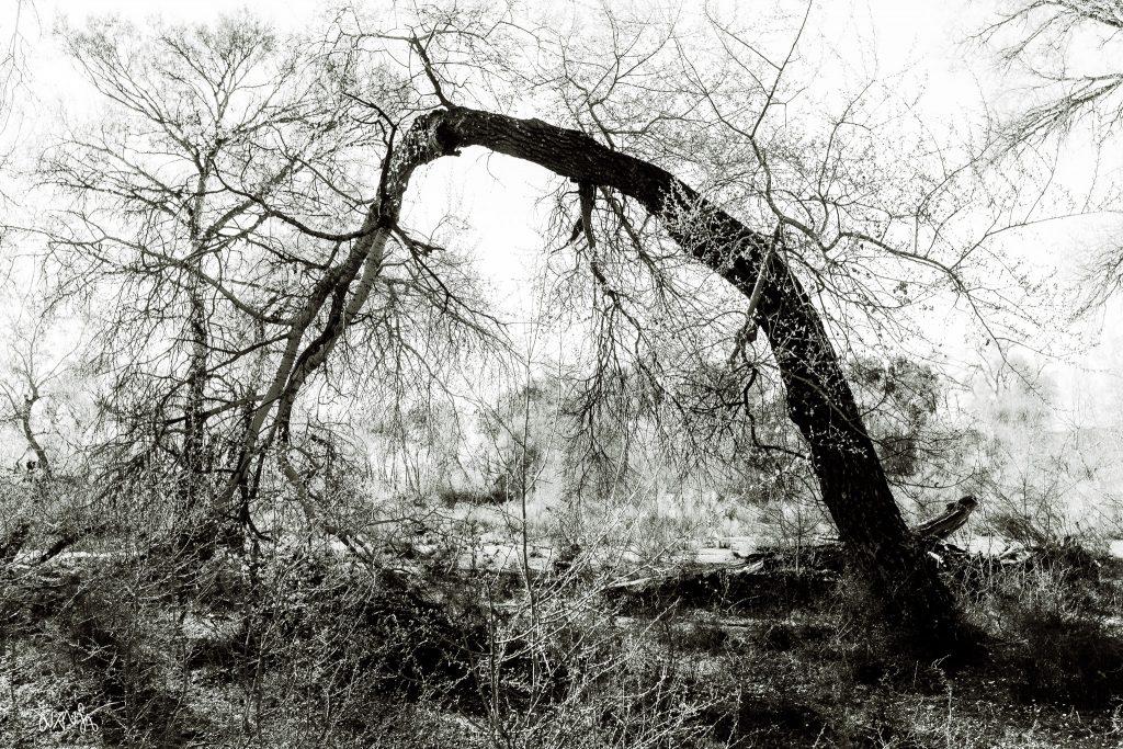 The Enchanted Forest, 2026 ©JuanSe