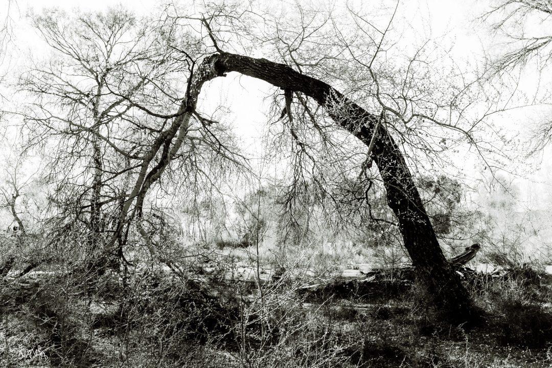 The Enchanted Forest, 2026 ©JuanSe