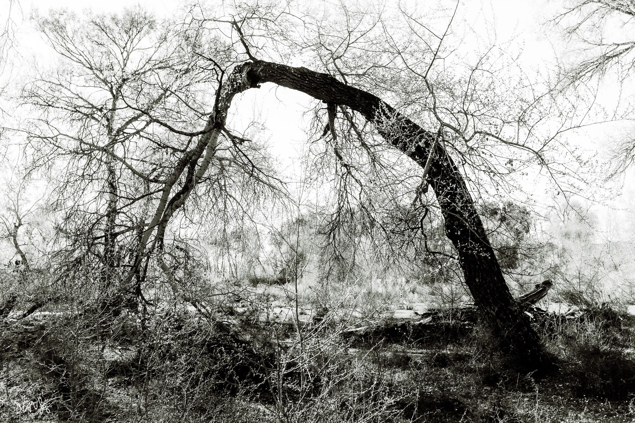The Enchanted Forest