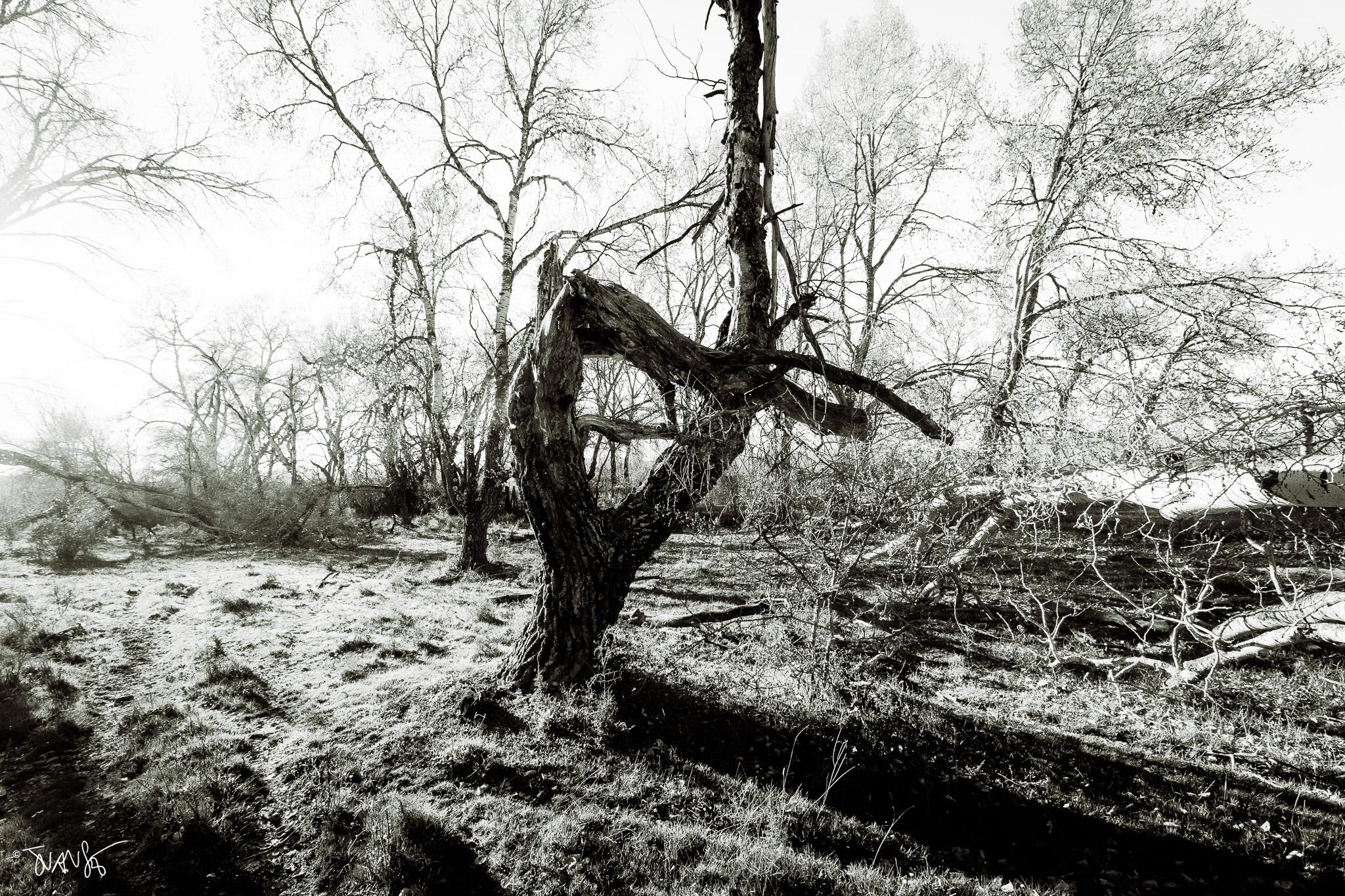 The Enchanted Forest. © JuanSe, 2026