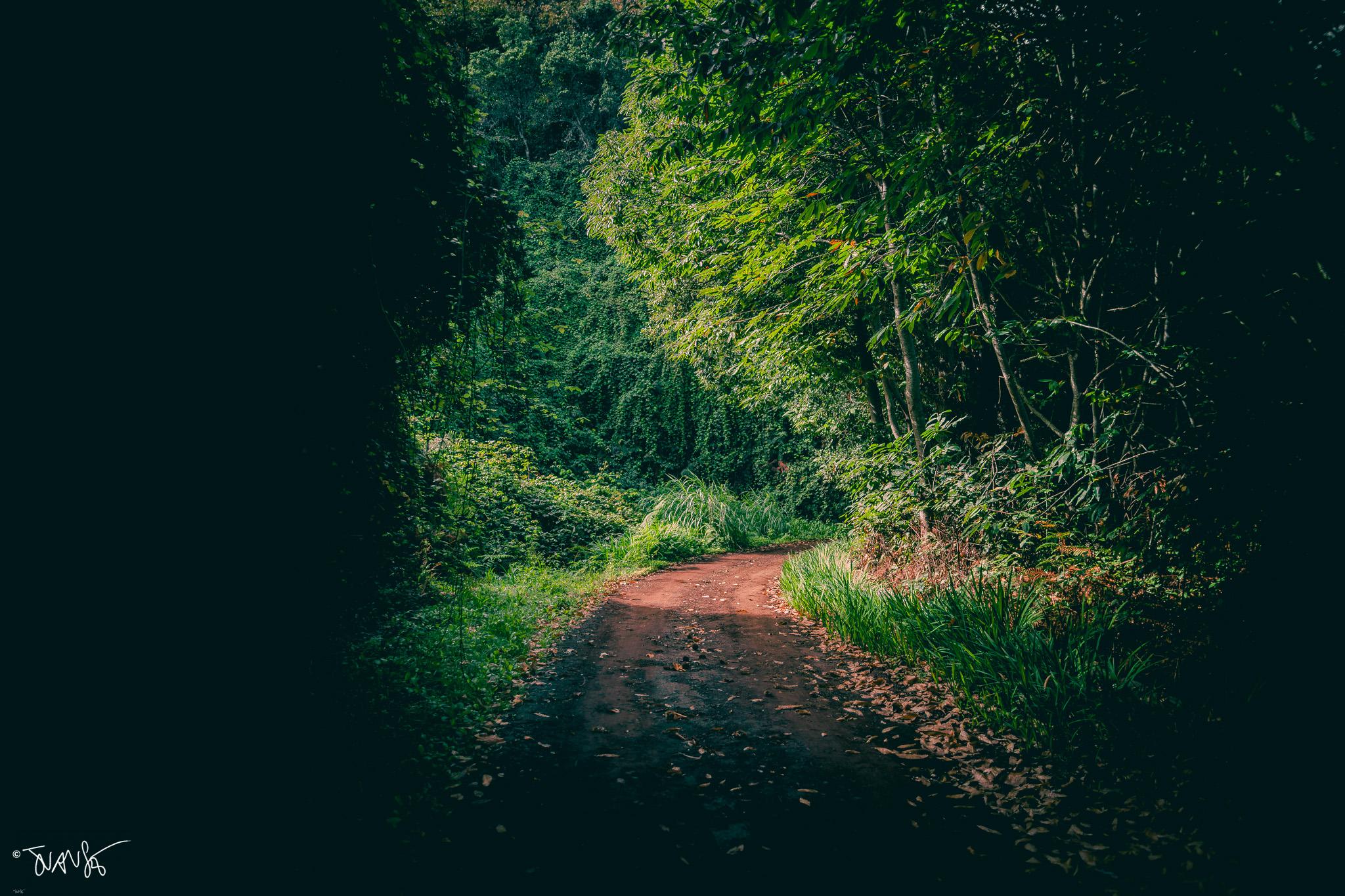 Carry on. La palma Edit 2026 ©JuanSe